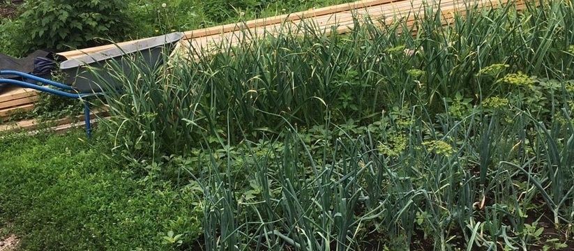 Сразу лишатся земли: всем, у кого участок в собственности - новое жесткое правило с 6 июля