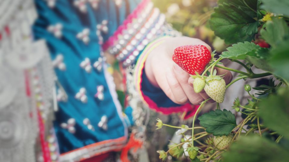 Лучшая подкормка для клубники: нужна прямо сейчас, во время цветения — чтобы ягоды были крупные