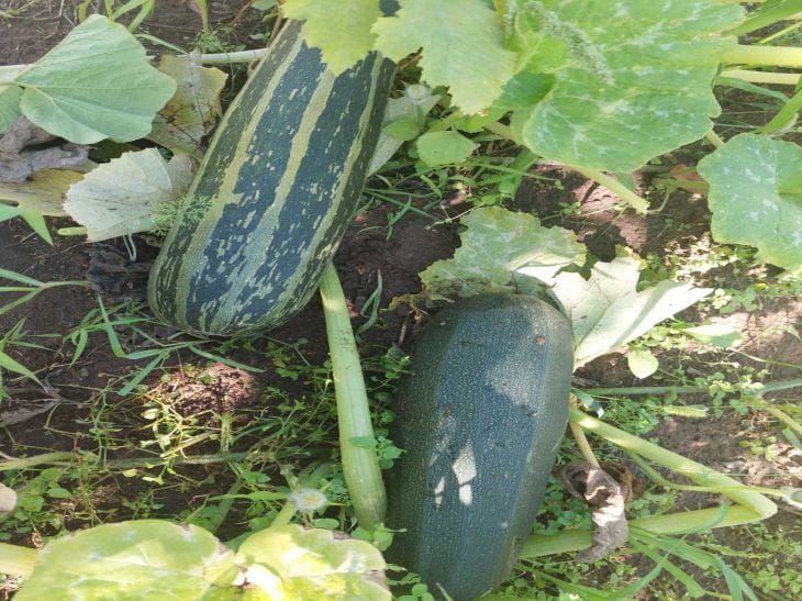 Ваши кабачки гниют на корню? Виной всему ваша любовь к кострам