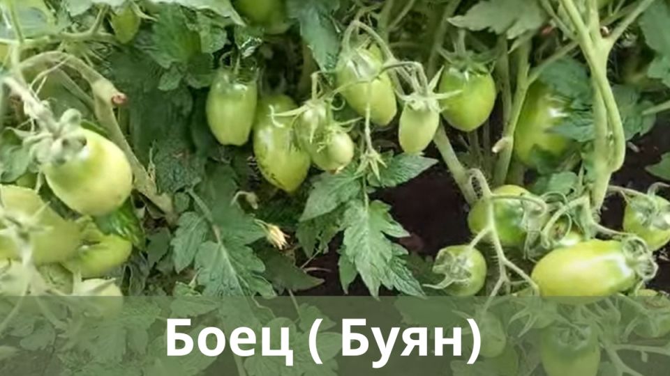 ,   :   
