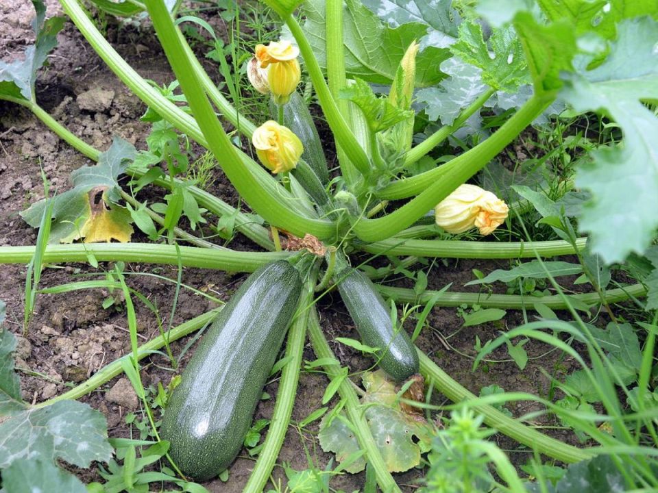 Как вырастить кабачки в контейнере: успех с балкона без необходимости в саду
