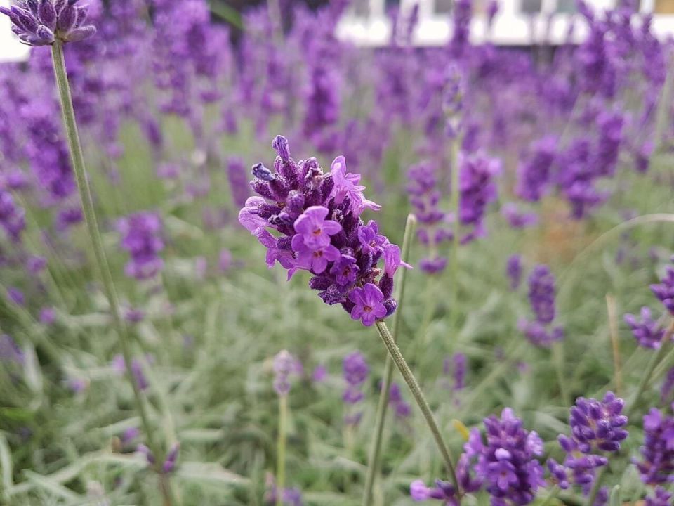 Остатки летнего тепла: как заботиться о саде для успешного следующего сезона