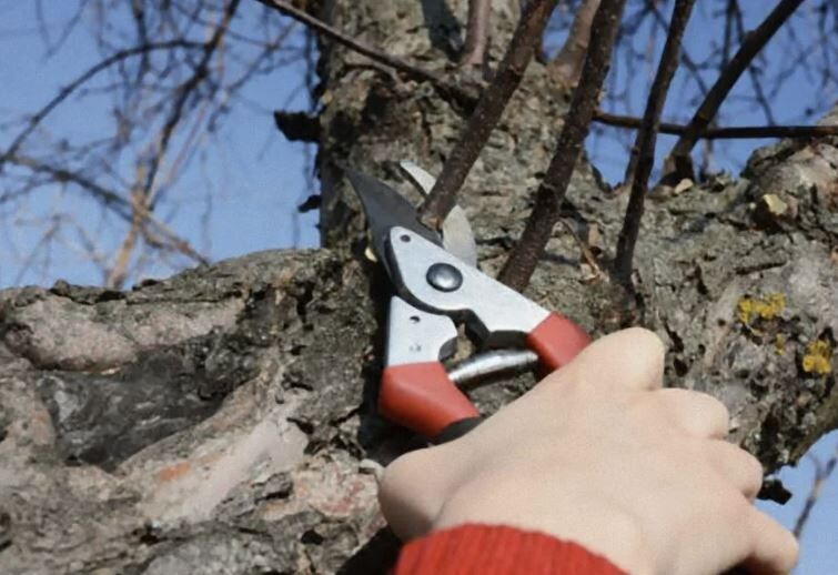 осенняя обрезка яблонь: как сохранить здоровье и урожайность дерева