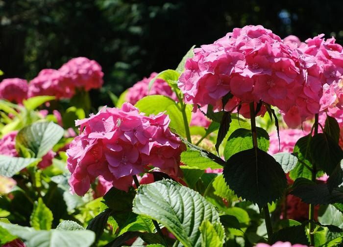 Летняя обрезка гортензий: секреты цветущего сада