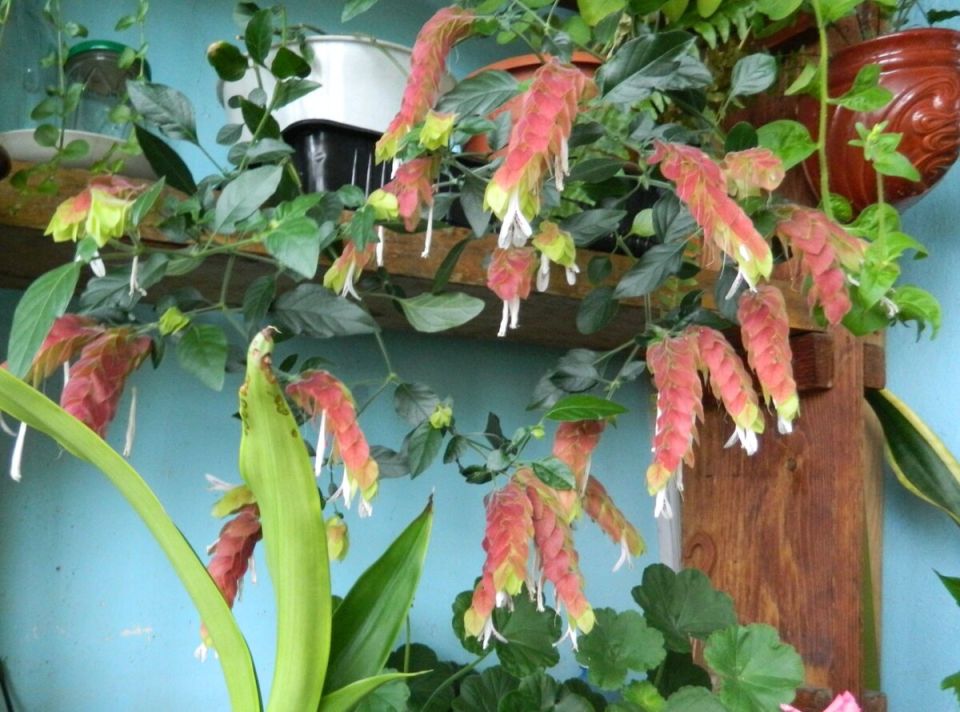 Цветок жар-птицы: необычные акценты в вашем доме и саду