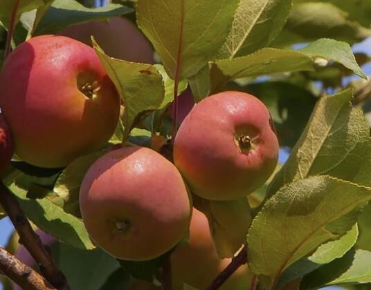 Сорт яблонь «Скала»: перспектива для современных садоводов