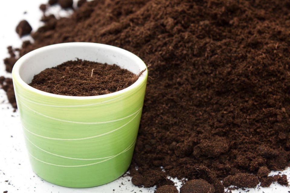 Лучшие способы мульчирования смородины: осенние советы по уходу за кустами