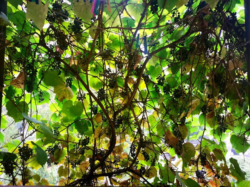 С балкона в бутылку: удивительная история виноградного урожая