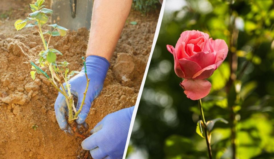 Когда и как сажать розы: советы от садоводов