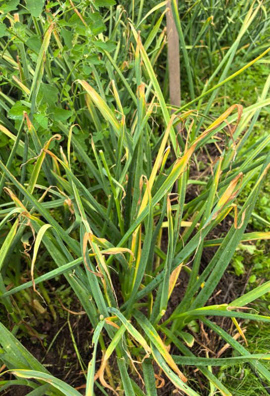 Уборка чеснока в разгар дождей: как не упустить момент и сохранить урожай