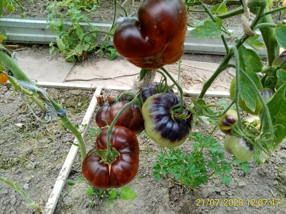 Анатомия экзотического антоцианового томата: волшебство вкуса на вашем участке