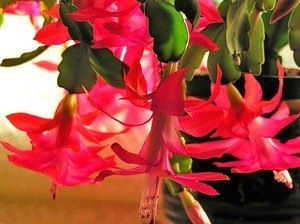 Цветок декабрист: зимний уют и уход