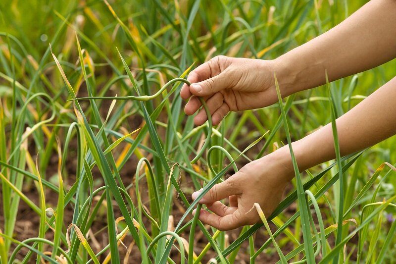 Как правильно обрезать чесночные стрелки — советы для дачников