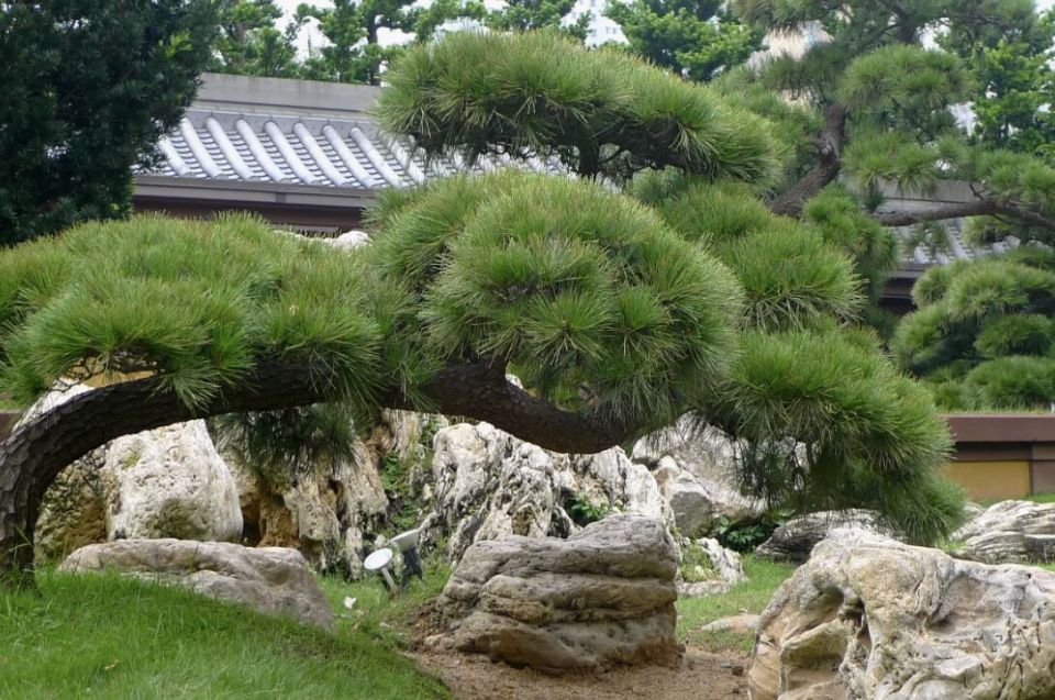 Как сохранить сосны от грибковых заболеваний: 5 натуральных методов