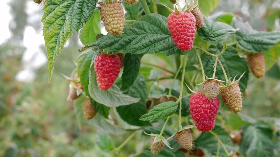 Как правильно ухаживать за ягодными кустарниками для богатого урожая