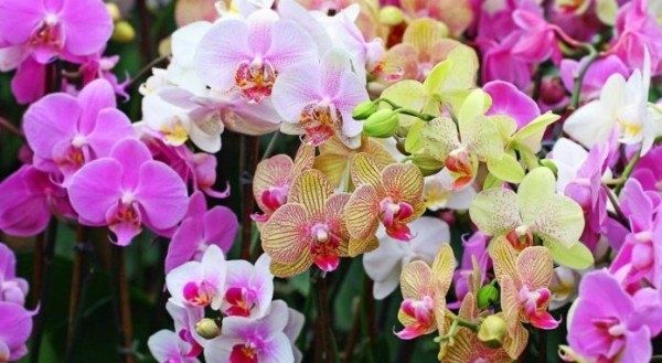 Уход за фаленопсисом после цветения: простые секреты