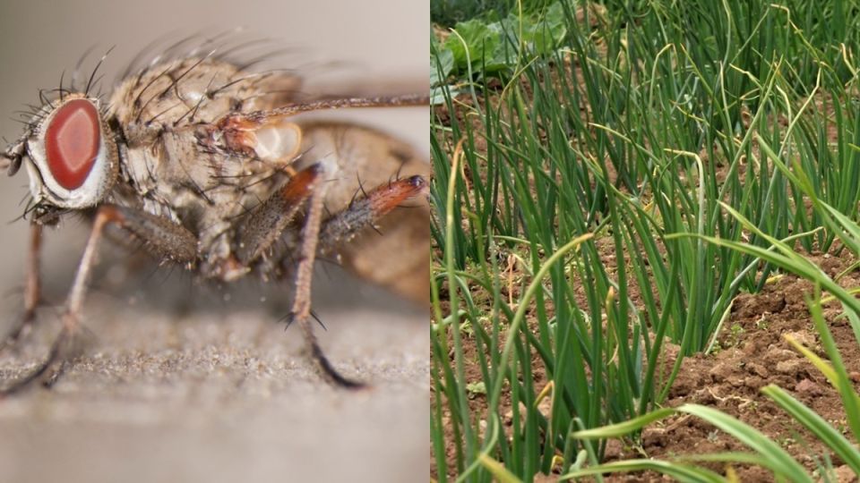 Как молочная сыворотка с йодом спасла урожай лука от вредителей