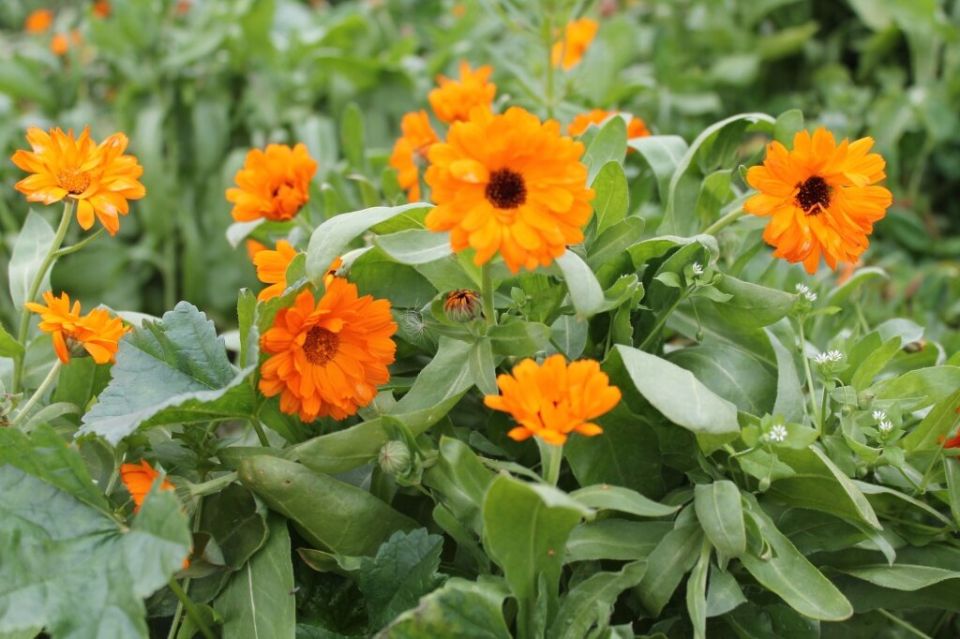 Календула: красота и польза, которые остаются с нами до первых морозов