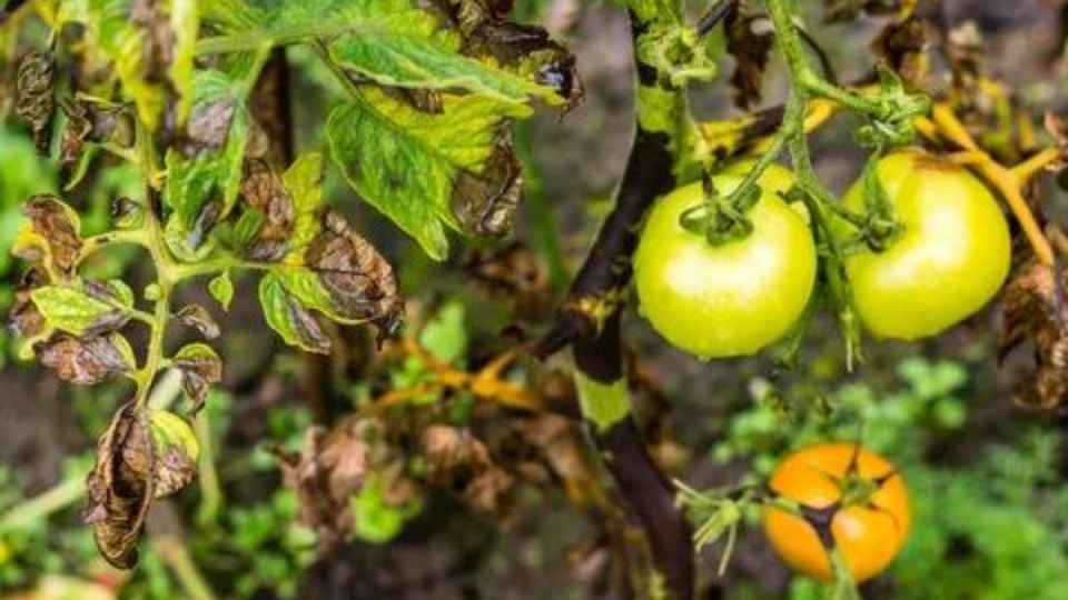 ����������� ������ ������ � ������������: ������ ���������