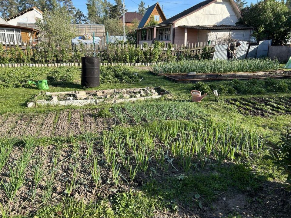 Не выбрасывайте золу и кофейную гущу: создайте уникальное удобрение для своих растений