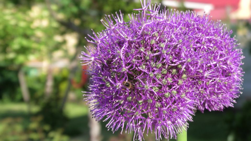 ���������� ��� �����: ������� ��� ����������� � ����������