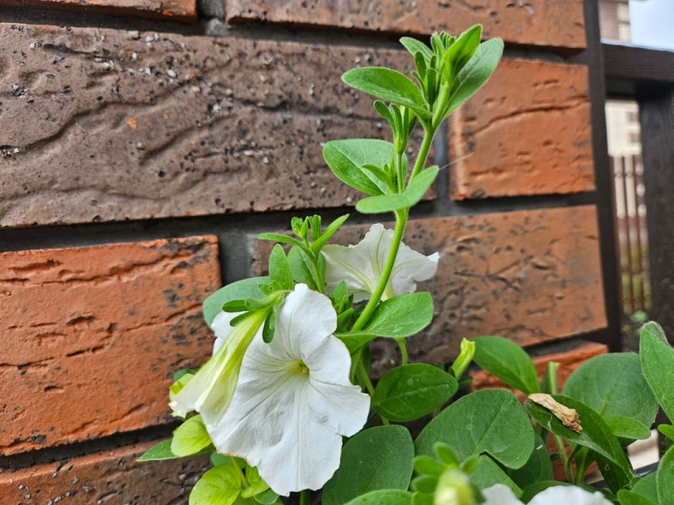 ��� ������� ������� ������ �����: ������� ������������ � �����