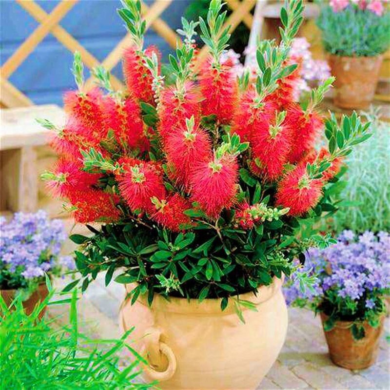 �����������: �������������� ������������ ��������� � �������� �������� � ������ �������