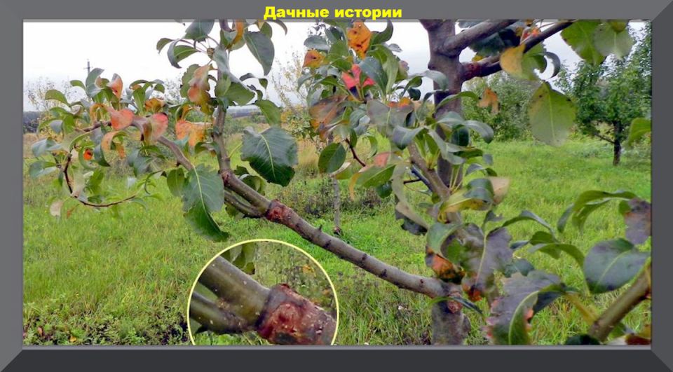 Необычные подвои для груш: секреты успешной прививки