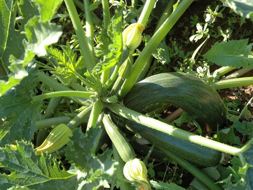 ��� ������� ��������� ����� �������� ��� ������� ������