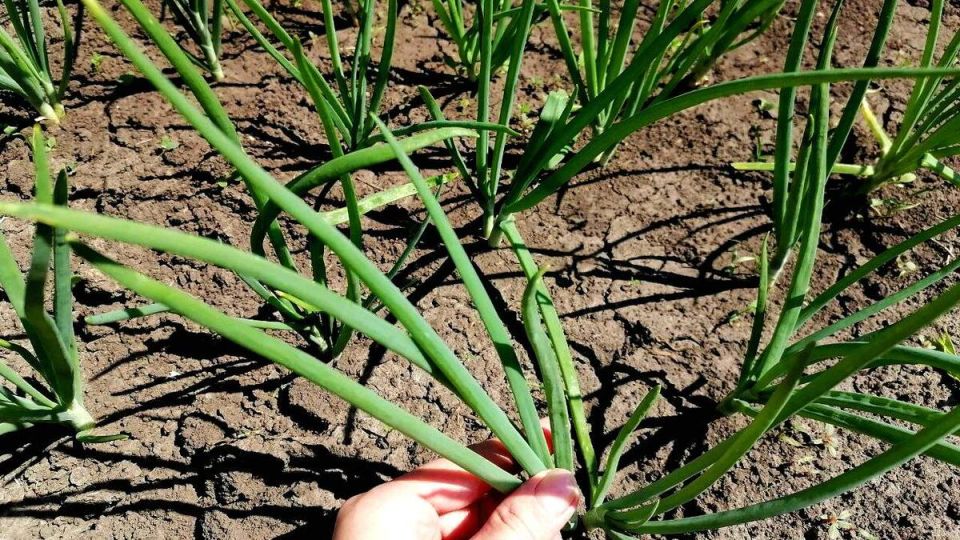 Методы защиты лука от вредителей