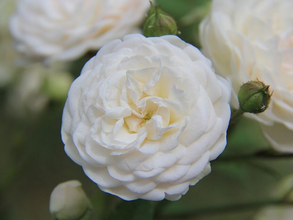 Как защитить пионы от зимних испытаний: советы для садоводов