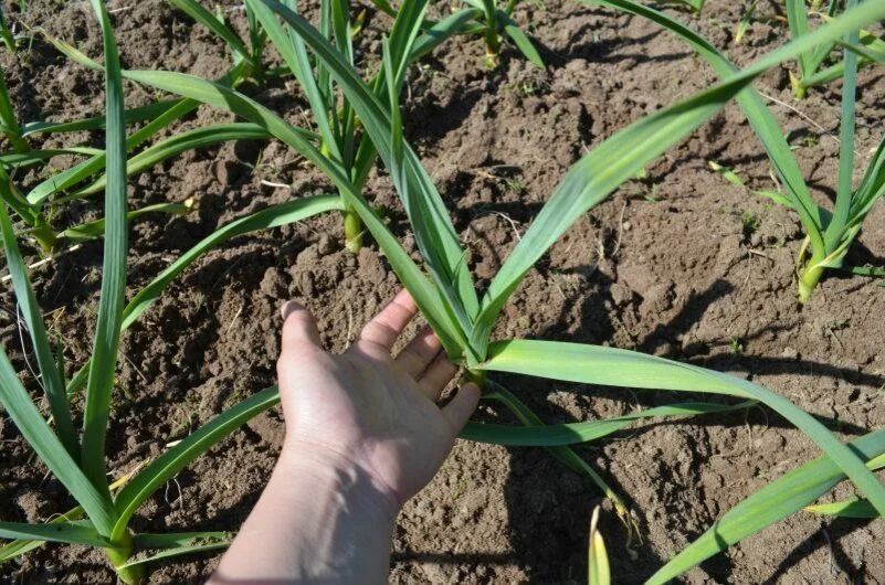 Как правильно организовать огород: полезные советы и рекомендации