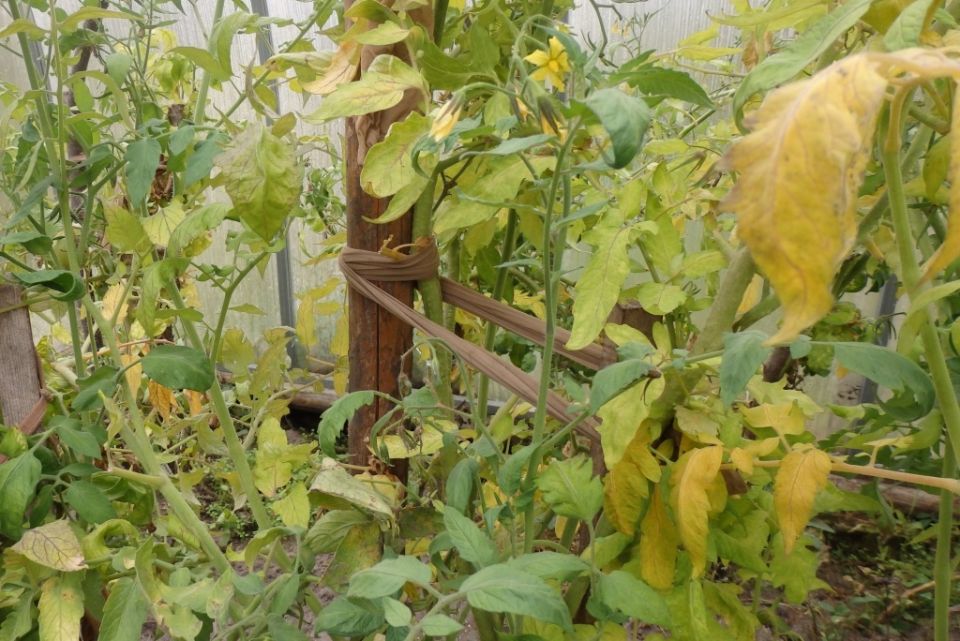 ���������� � �������: ��� �������� ���� ������ �� ��������� ������