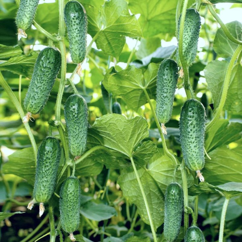 ��� ������ ��������� ��������� ������ ������ �� �������� � ���������� ������ � ��������� ������� ������