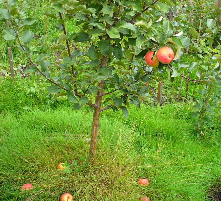 ������� ��������� ���������� � ����: ��� ����� ������ ����� � ��������