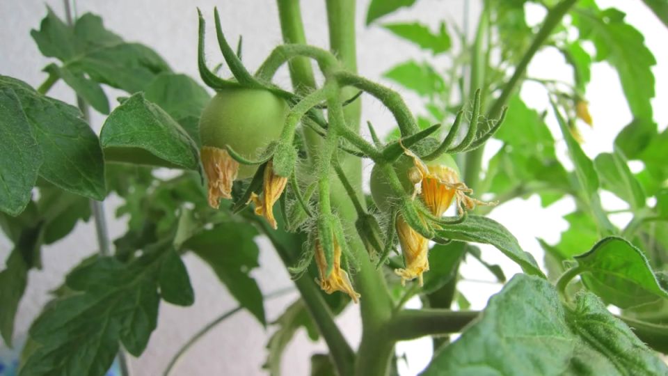 ������ ��������� ������: ��� ���� ��������� �������� ����� �������