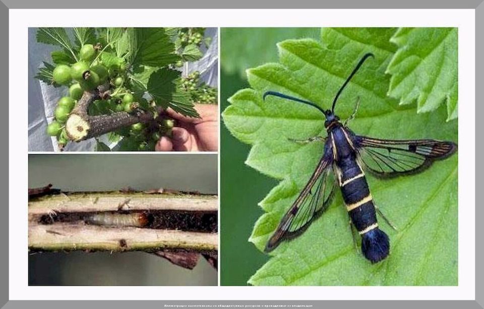 ���������� ���� ������� ������: ��� ������������� �����������