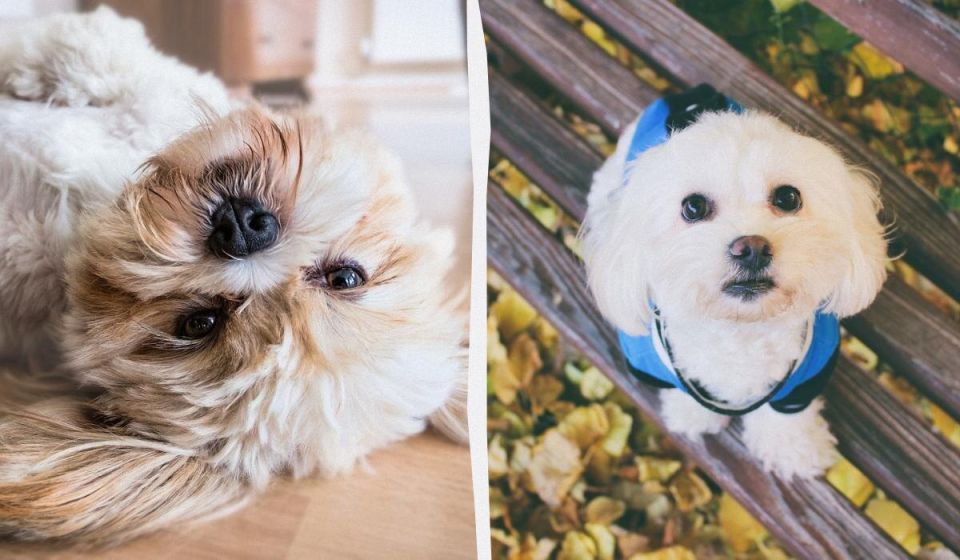 ������� ����������: ����� ������ ����� ����� ������ �����