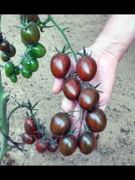 ���������� ��������: ����� ����� ����� �������� ������� ������