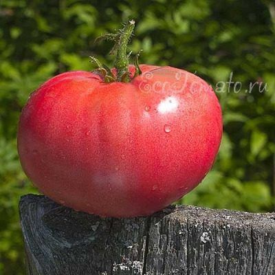 ����� ����������� �������: ������� ������ ��� ���������� �������