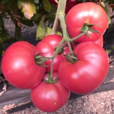 ����� ���������: �������������� ����� ��� ������� � ���������