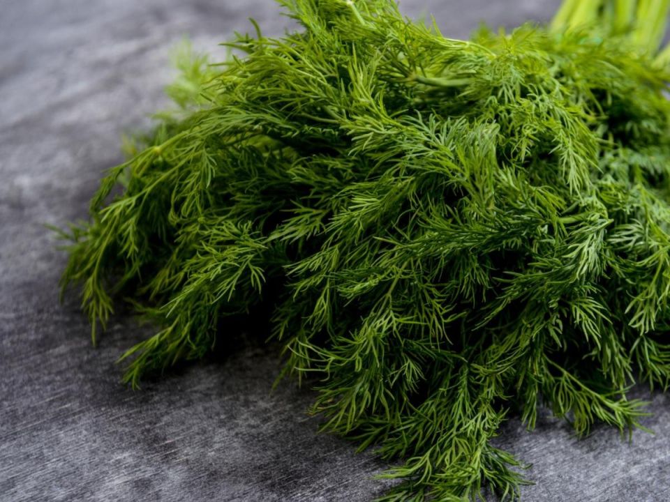 ������ � �������: ������ ����-������ �� �����������