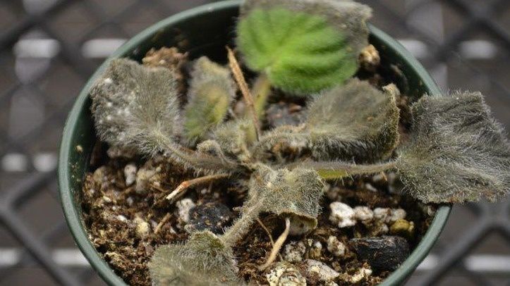 ��� �������� �������� ����� �������� ������ �������� ��������