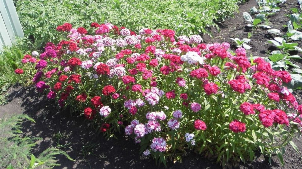 ��� �������� �������� �������� �� �������� ����� � �������� �������� � ���