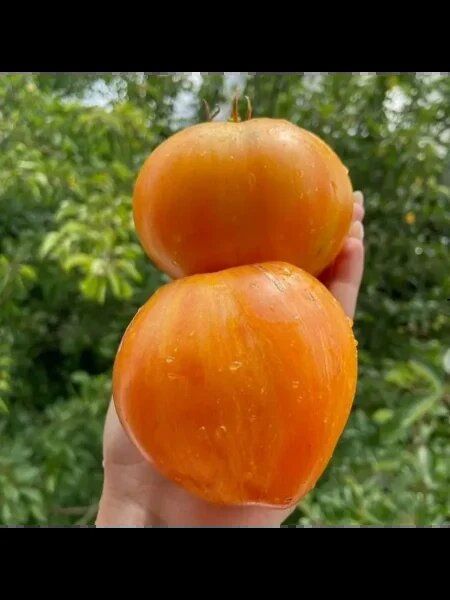 ����� '������': ������� ����������� � ���������� ������