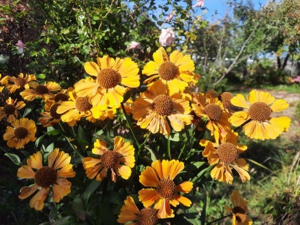 осенний уход за многолетниками: секреты подготовки к зиме