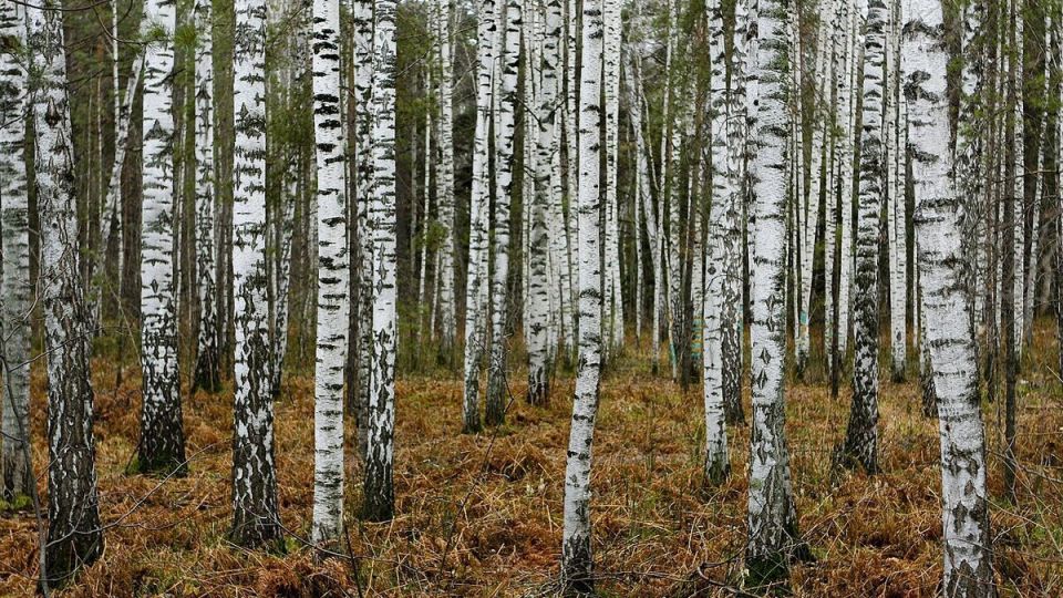 ������ �� ����: �������� ����� ��� ��������� �����?