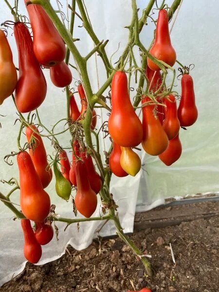 Томат Морской Конек: удивительная форма и запоминающийся вкус