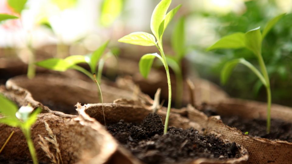 ����������� ����� � 0,05% �������������: ������� ������� ��� ������ � ��������