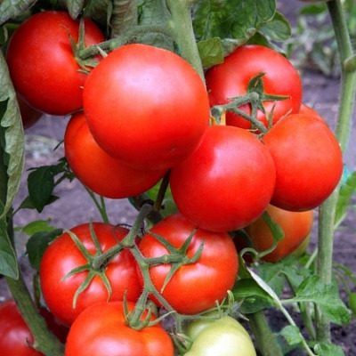 Томат Кондор: ваш надежный помощник в открытом грунте и теплицах
